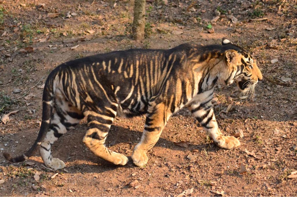 India’s “Black” Tigers Have Thick Stripes Due to Genetic Mutation