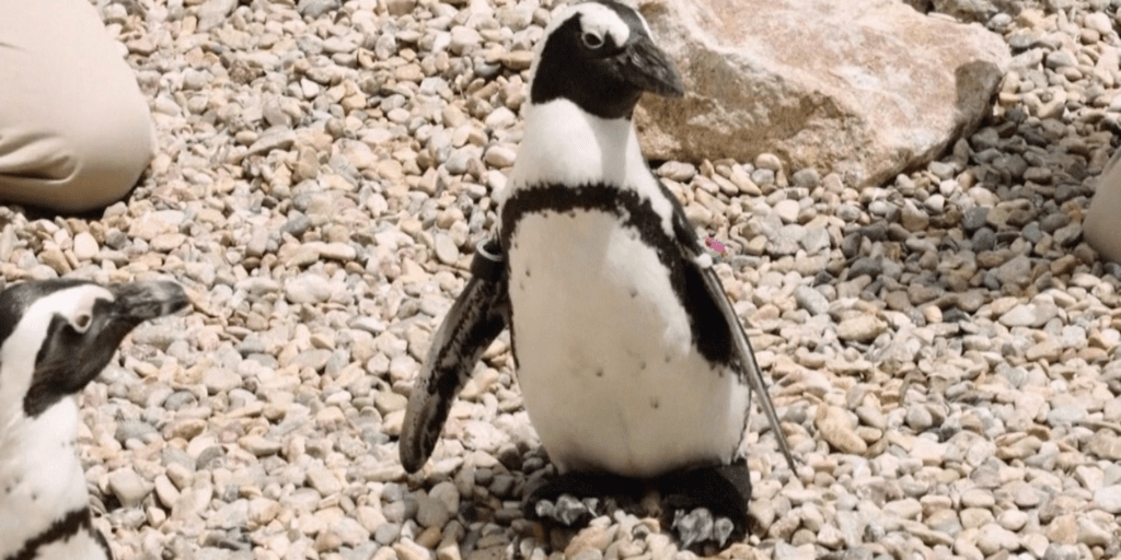New Orthopedic Boot for a Penguin in the San Diego Zoo Give Him a New Life