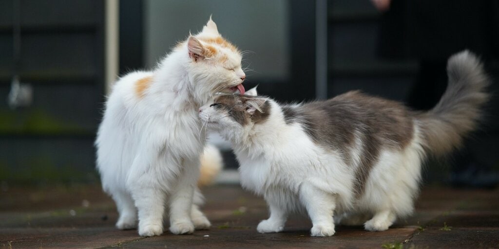 The Scientific Explanations Behind Cats Licking Each Other