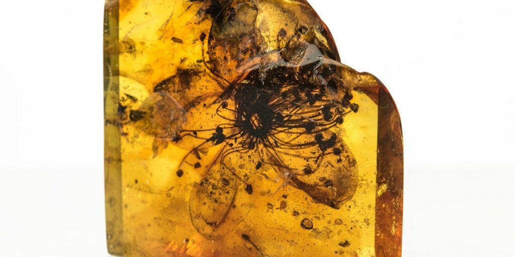 Scientists Reveal the True Identity of the Largest Known Amber-Encased Flower Fossil
