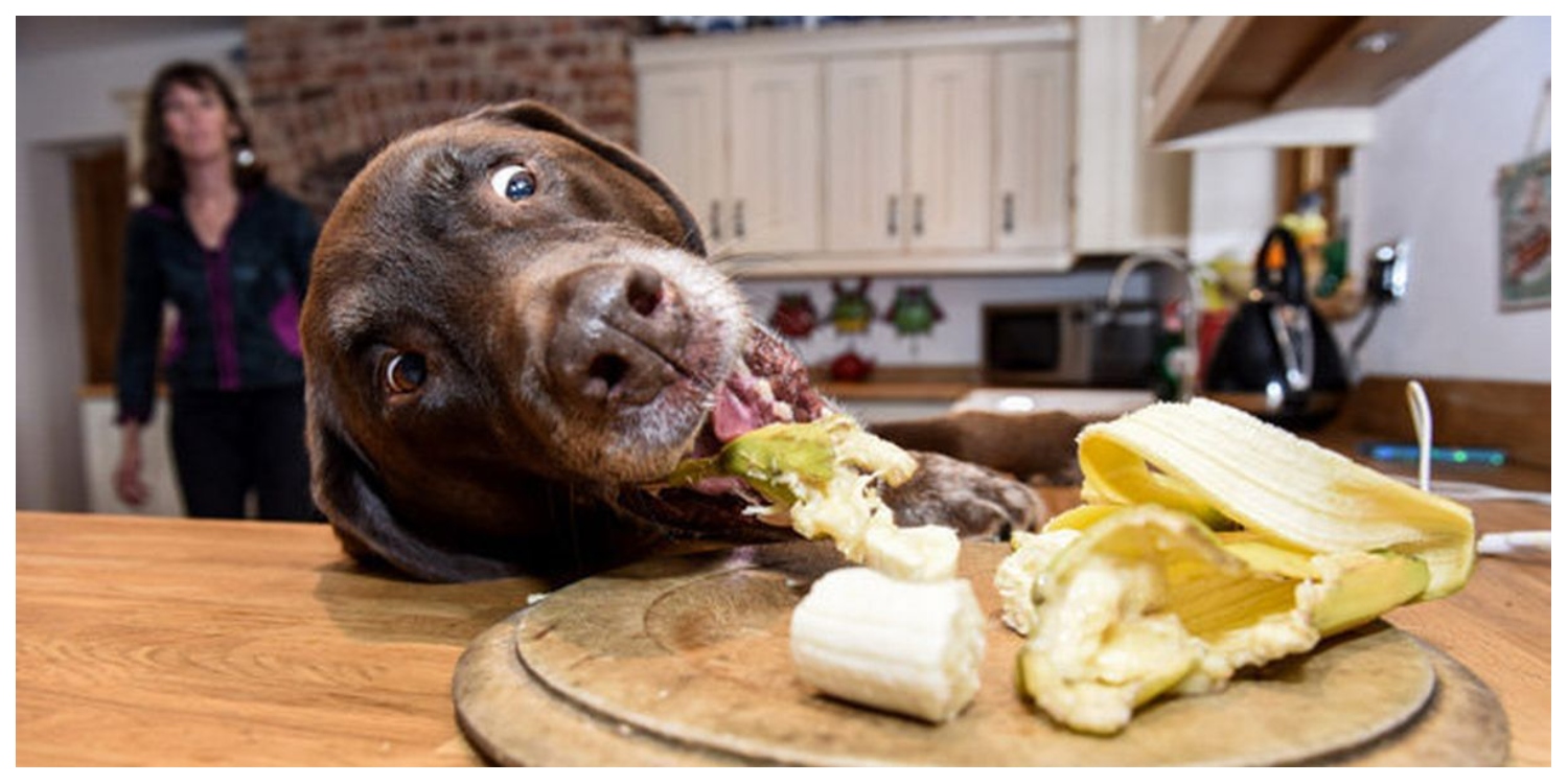 A Genetic Quirk Found in 25% of Labrador Retrievers Can Result in Overeating and Obesity